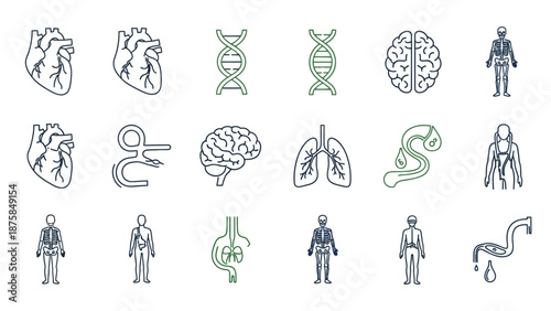 Human Anatomy Icons Set: Heart, Brain, Lungs, DNA, Skeleton, Organs