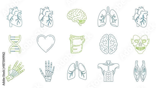 Human Anatomy Icons Set: Heart, Brain, Lungs, DNA, Skeleton, Muscles