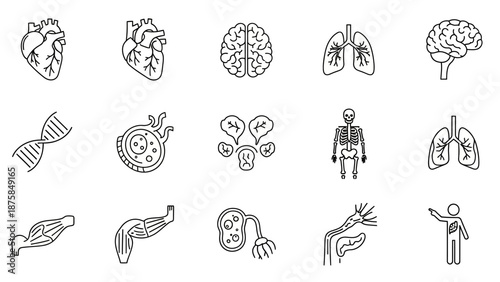 Human Anatomy Icons Set: Heart, Brain, Lungs, Skeleton, DNA, Cells