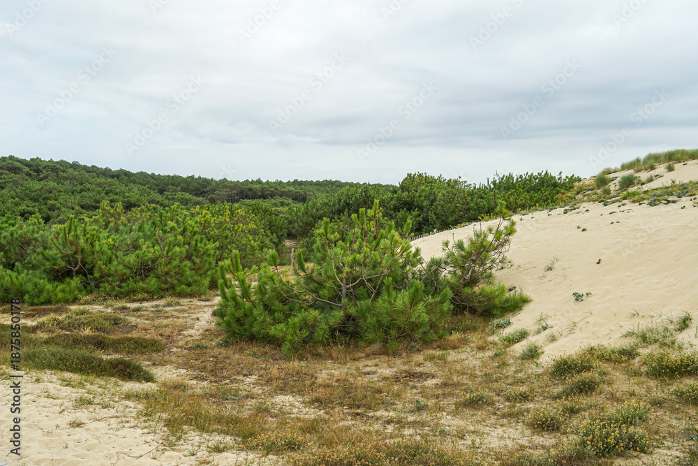 Obraz premium Sand dunes on the Atlantic coast of France, in the Aquitaine region. Bay of Biscay Various green plants and grass grow more reliably The sky is cloudy