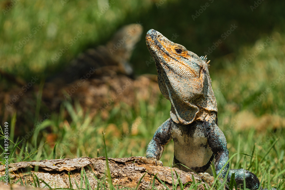 Obraz premium Two black spiny-tailed iguanas in the grass in Costa Rica