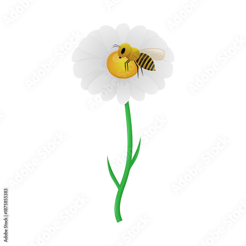 Bee on a chamomile