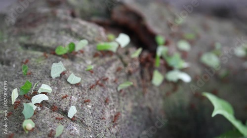Leaf-cutter Ants in Colombian Jungle