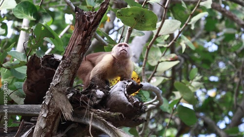 Capuchin Monkeys in Parque Tayrona, Colombia