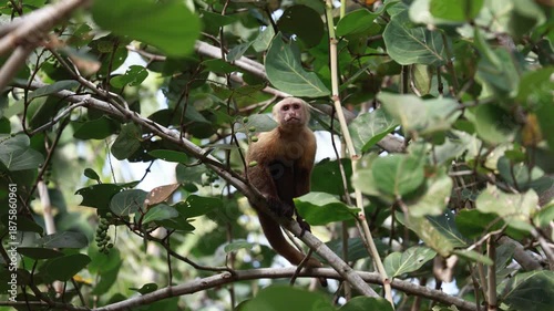Capuchin Monkeys in Parque Tayrona, Colombia
