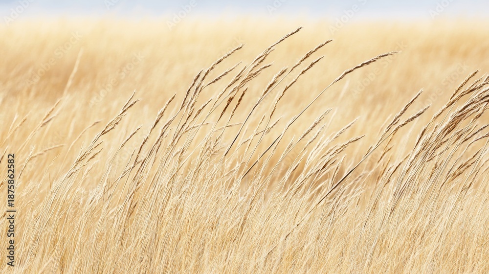 Fototapeta premium Golden stalks of dry grass sway gently in a sunlit field