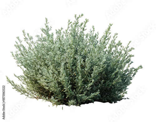 sagebrush plant isolated on a white background