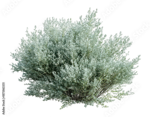 sagebrush plant isolated on a white background