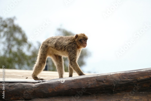 Canvas Print Barbary macaque monkey walking along a wooden fence with an overcast sky in gibr