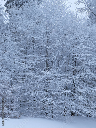 Enchanted Winter Forest Snow-Covered Trees in a Cold, Serene Landscape, Nature s Icy Embrace