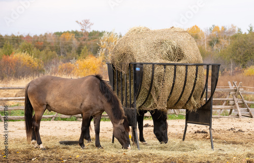 Horses eating out of a slow feeder net around a round bale on hay feeder in paddock on farm in spring or fall horizontal of animal health nutrition