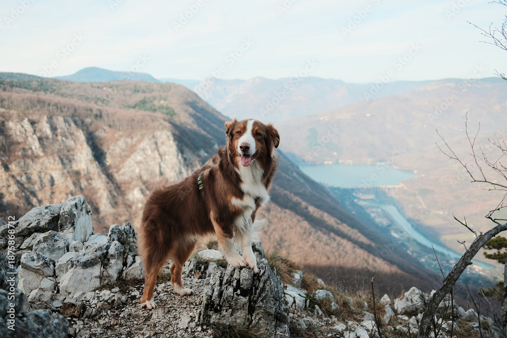 Fototapeta premium Australian Shepherd standing on rocky cliff with view of Drina River and Perucac Lake in Tara National Park, Serbia. Wild mountain landscape and adventure mood.