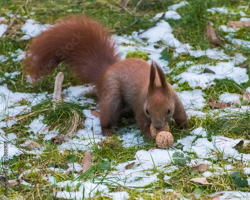 A Beautiful Red Squirrel is Gathering Its Food and Trying to Protect It from Unwanted Visitors on a Snowy Winter Morning
