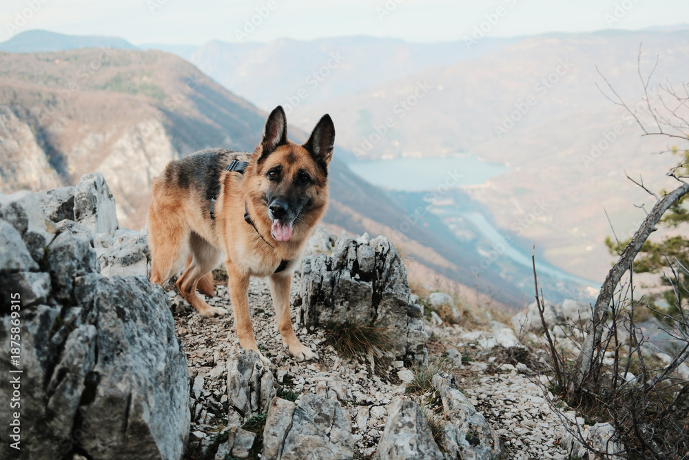 Fototapeta premium German shepherd standing on rocky cliff with view of Drina River and Perucac Lake in Tara National Park, Serbia. Mountain dog adventure scene.