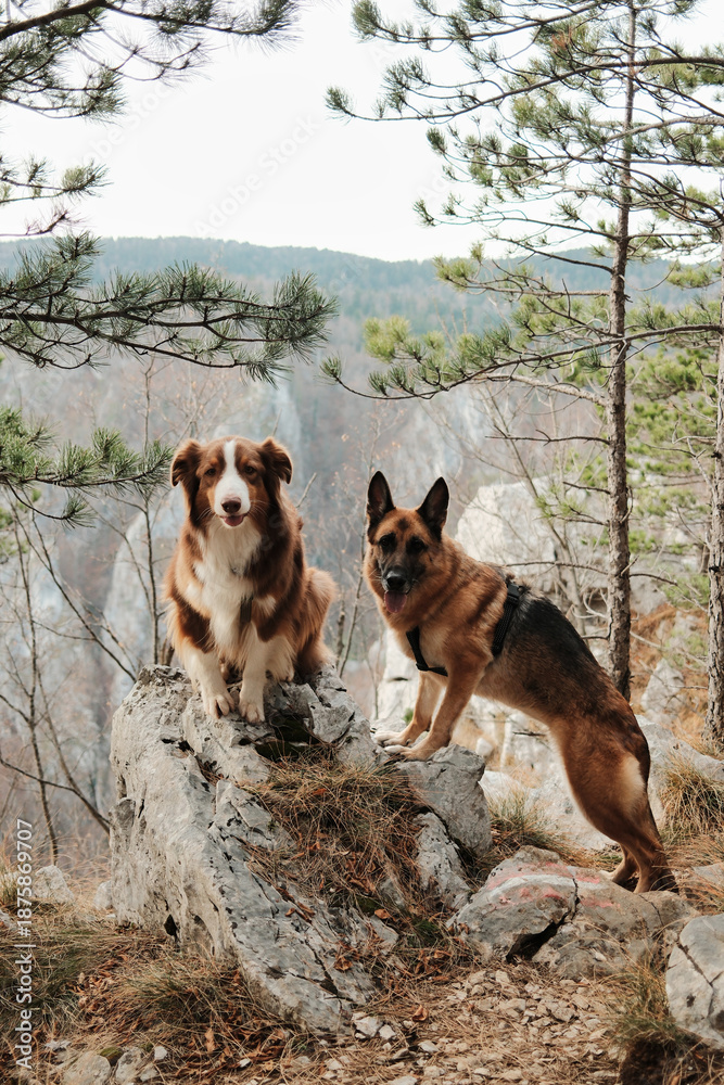 Fototapeta premium German and Australian Shepherd standing on rocky terrain among pine trees at a high mountain viewpoint in Tara National Park, Serbia. Hiking with pets concept.