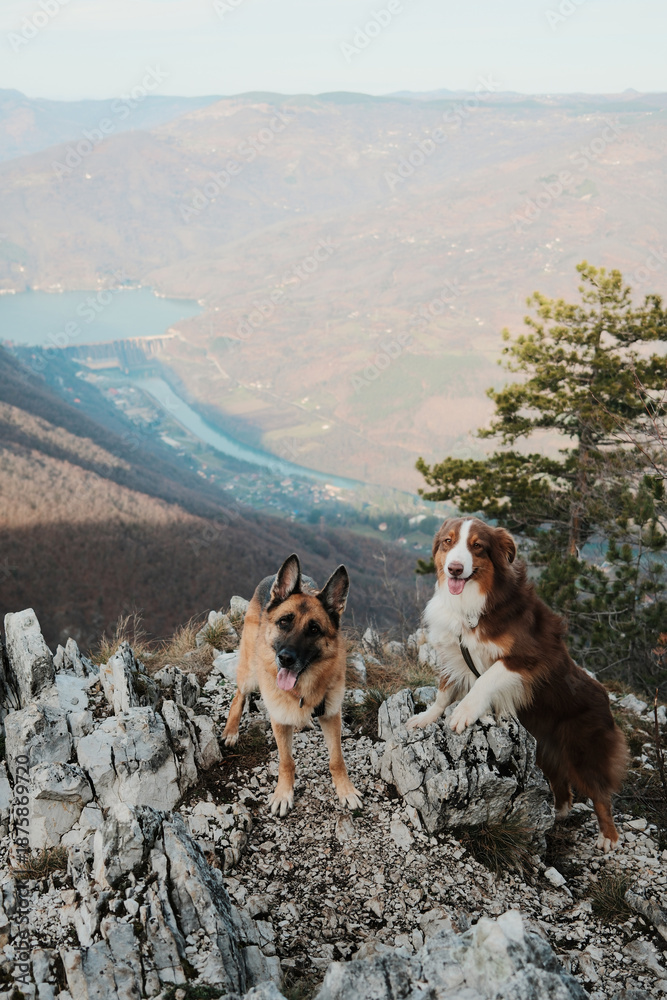 Fototapeta premium German and Australian Shepherd posing on a rocky mountain peak with a winding Drina river far below in Tara National Park, Serbia. Hiking with pets concept.