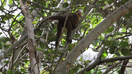 Capuchin Monkeys in Parque Tayrona, Colombia