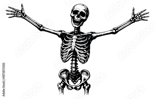 Hand drawn line art illustration of a skeleton depicting a cheerful pose with arms outstretched for halloween