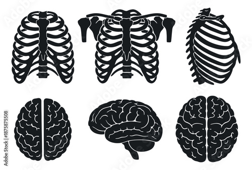 Graphic human anatomy set featuring human rib cages and brains for medical and educational purposes