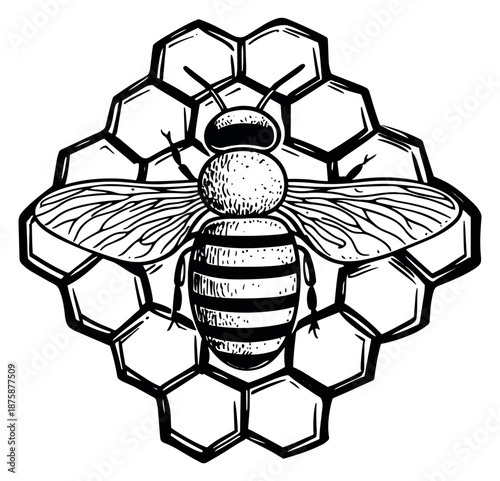 Hand drawn line art illustration of a bee on a honeycomb depicting a natural apiculture symbol for organic honey production