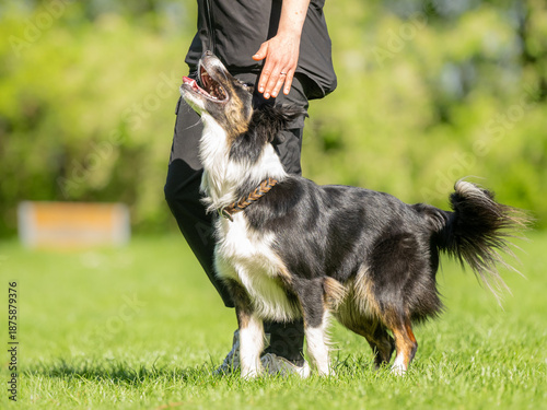 border collie and handler in focused heelwork from the side
