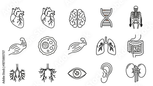 Human Anatomy Icons Set: Heart, Brain, Skeleton, Lungs, DNA, Eye, Ear, Kidneys