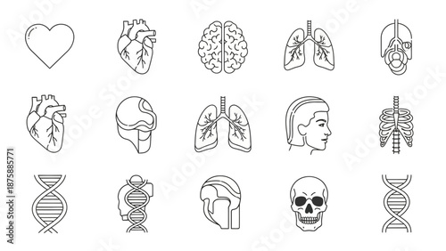 Human Anatomy Icons Set: Heart, Brain, Lungs, Skull, Skeleton, DNA