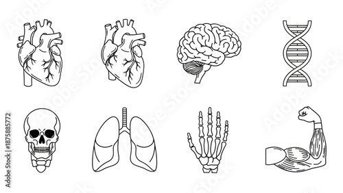Human Anatomy Icons Set: Heart, Brain, Lungs, Skull, DNA, Hand Skeleton, Muscle Arm