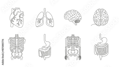 Human Anatomy Icons Set: Heart, Lungs, Brain, Skeleton, Digestive System