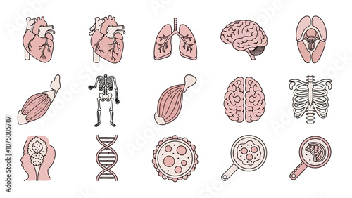 Human Anatomy Icons Set: Heart, Lungs, Brain, Skeleton, DNA, Cells