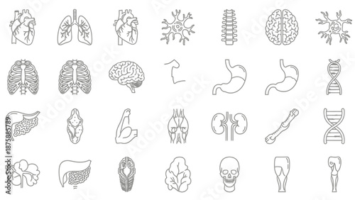 Human Anatomy Icons Set: Heart, Lungs, Brain, Skeleton, Organs, Muscles, DNA