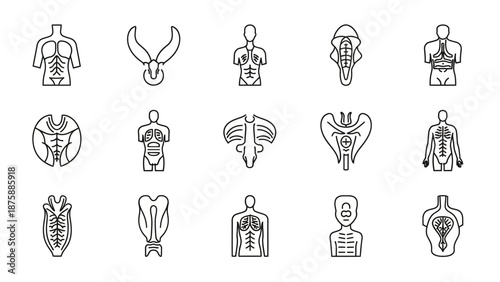Human Anatomy Icons Set: Torso, Skeleton, Organs - Medical Illustration