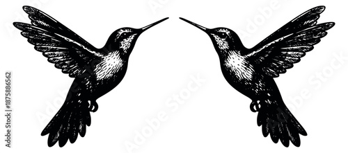 Hand drawn line art hummingbirds set featuring two birds in flight for nature design