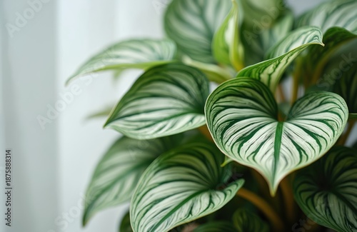 Calathea Orbifolia plant leaves have striking white zebra stripes. This rich houseplant brings tropical jungle vibes indoors. Its large foliage adds natural beauty and decor to any room.
