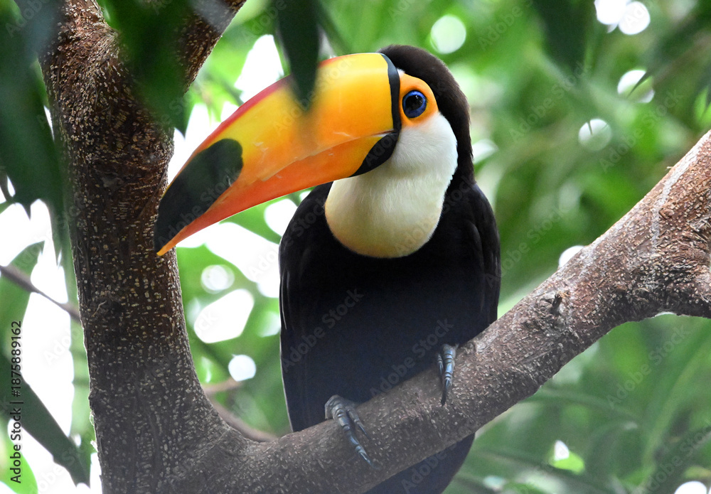 Obraz premium a beautiful toucan with a large orange beak
