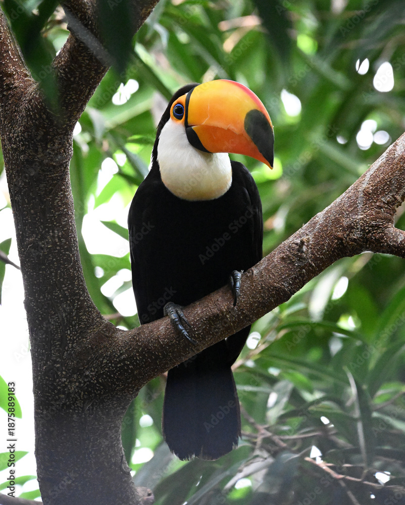 Obraz premium a beautiful toucan with a large orange beak