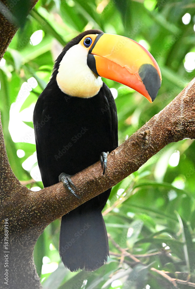 Obraz premium a beautiful toucan with a large orange beak