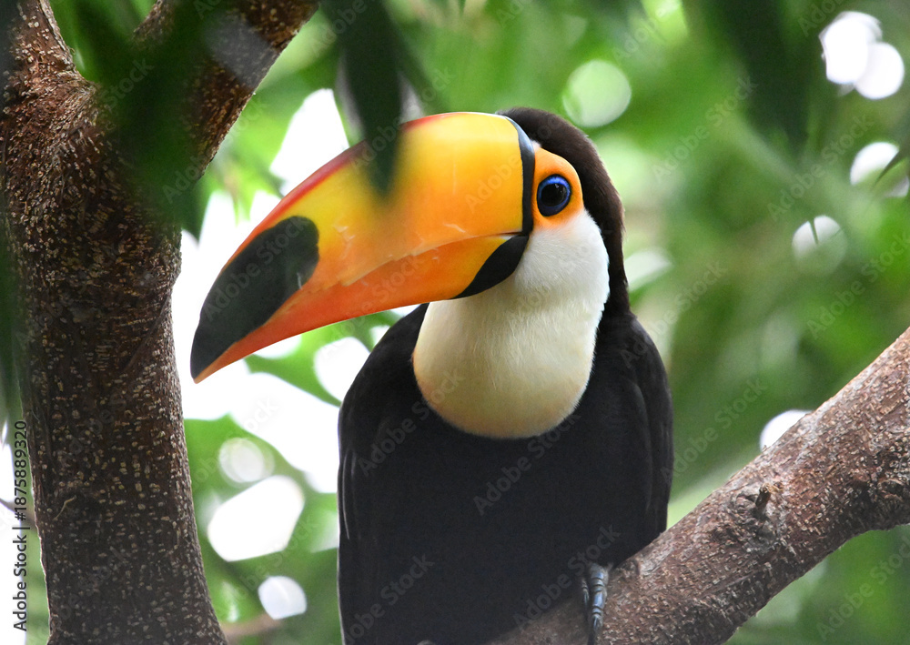 Fototapeta premium a beautiful toucan with a huge orange beak