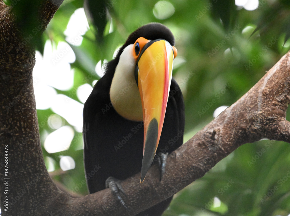 Naklejka premium a beautiful toucan with a huge orange beak