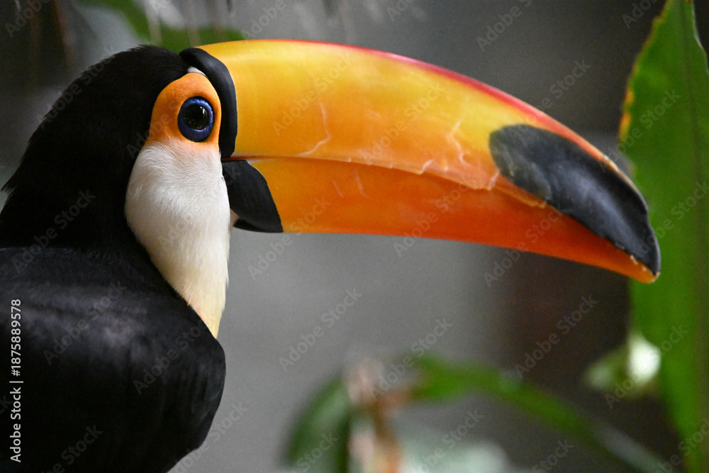 Obraz premium a beautiful toucan with a huge orange beak