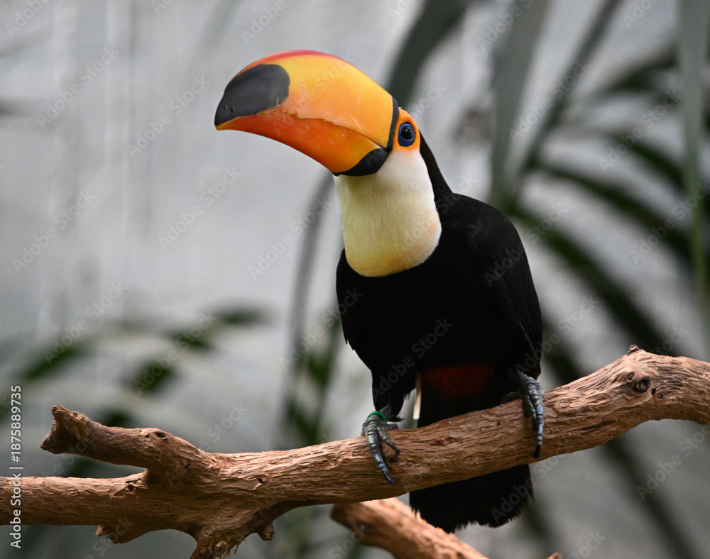 Obraz premium a beautiful toucan with a large orange beak