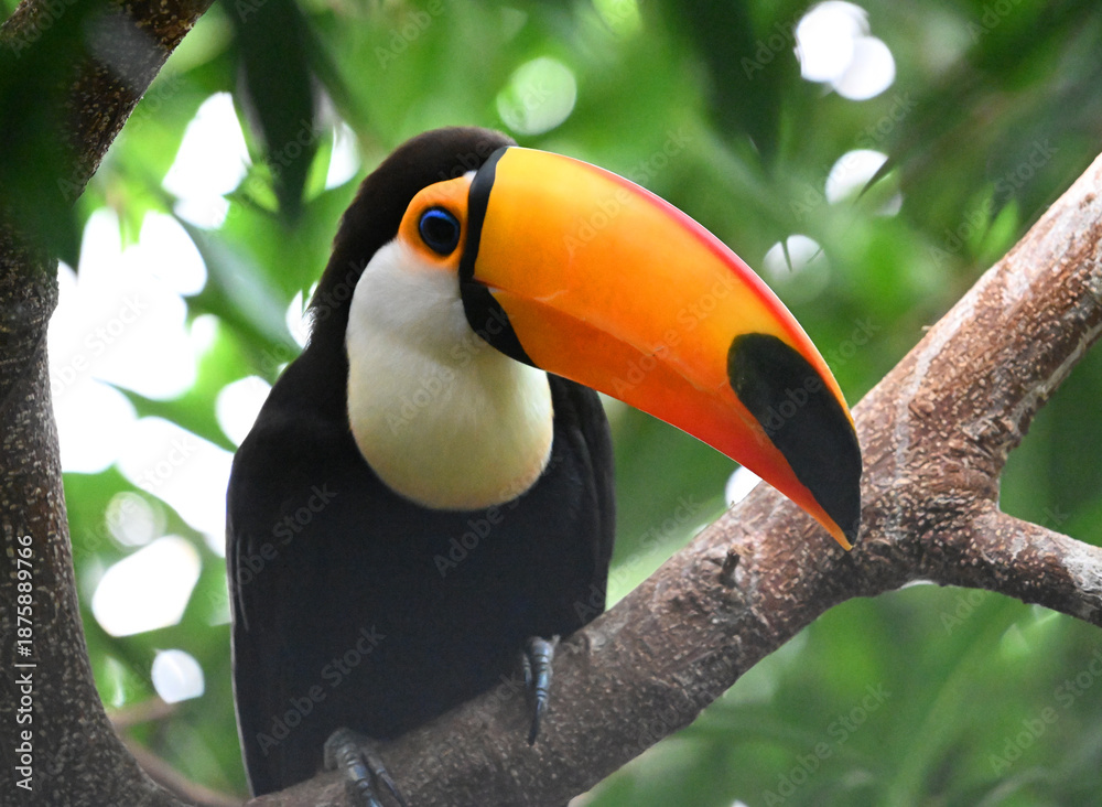 Obraz premium a beautiful toucan with a large orange beak