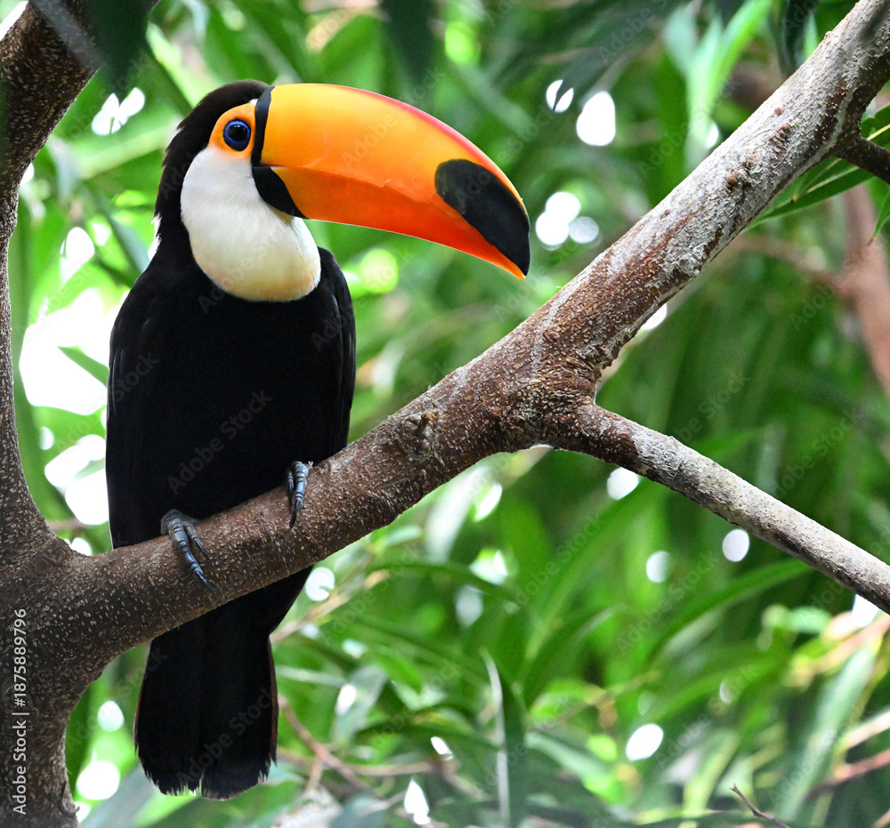 Obraz premium a beautiful toucan with a large orange beak
