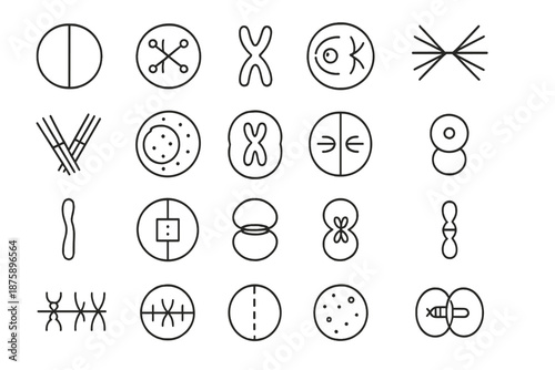 Cellular Division Icons. Line style icons of Cellular Division: mitosis, meiosis, chromosome, spindle fiber, centriole, nuclear
