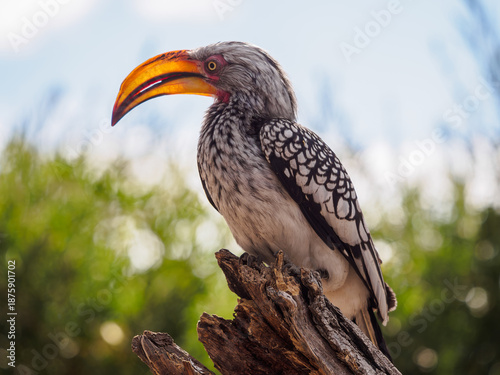 Foto Southern Yellow-billed Hornbill Portrait