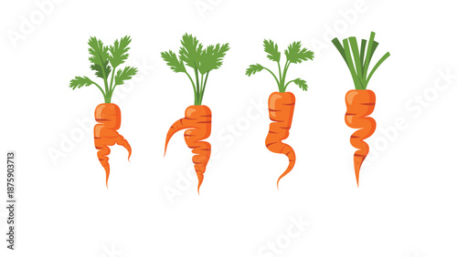 Illustration of four fresh orange carrots with vibrant green leaves showing different unique organic shapes and sizes.
