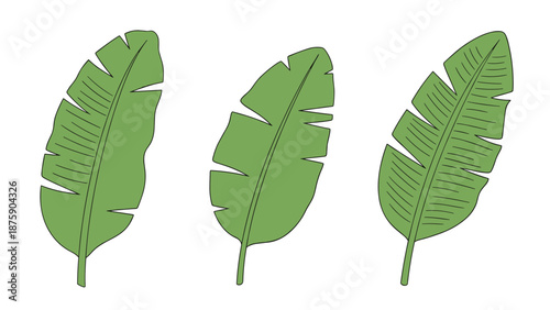 Three large green banana leaves with detailed veins shown in different orientations against a plain white background.