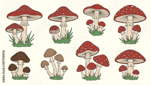 Diverse collection of mushrooms including red fly agarics with white spots and brown forest mushrooms on grass.