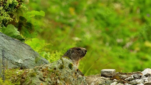 wild mountain marmot in the mountain nature 4k 25fps video