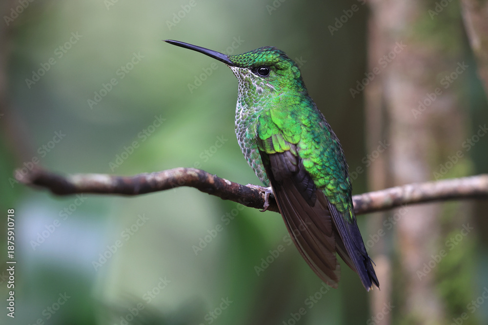 Fototapeta premium Coppery-headed emerald Hummingbird female perched on a branch in the forest, Costa Rica